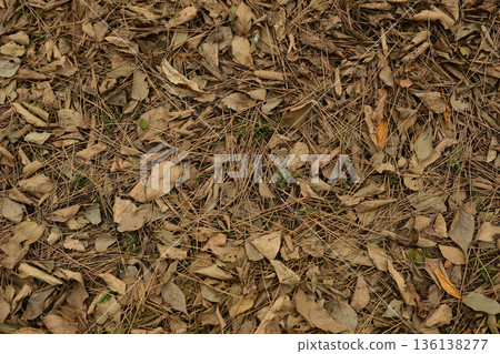 落葉 136138277