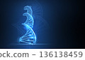 DNA. Abstract 3d polygonal wireframe dna molecule helix spiral on white background. 136138459
