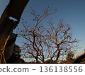 Persimmons illuminated by the setting sun 136138556