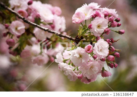 鄉村櫻花：粉紅色的重瓣花 136138647