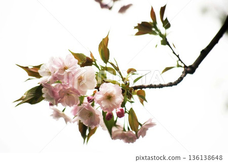 鄉村櫻花：粉紅色的重瓣花 136138648