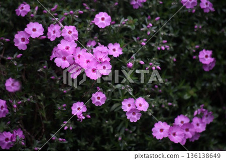 Shibazakura: Large flowers beginning to bloom 136138649