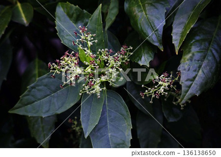 Aoki's small flowers bloom 136138650