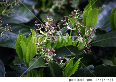 Aoki flowers and young leaves 136138651