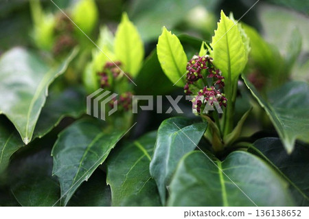 青木花和嫩葉 136138652