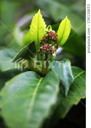 青木花和嫩葉 136138653
