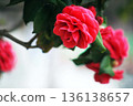 Camellia red and peony blooming flowers 136138657