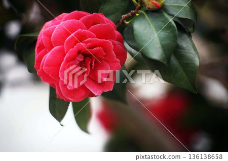 山茶花紅牡丹盛開的花朵 山茶花紅牡丹盛開的花朵 136138658