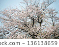 Somei Yoshino cherry blossoms blooming under a cloudy sky 136138659