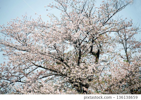 Somei Yoshino cherry blossoms blooming under a cloudy sky Somei Yoshino cherry blossoms blooming under a cloudy sky 136138659