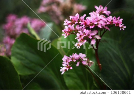 Flowers of Himalayan Yukinoshita 136138661