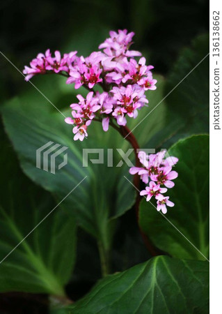 Flowers of Himalayan Yukinoshita 136138662