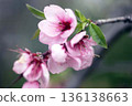 Weeping peach blossoms 136138663