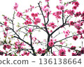 Weeping peach tree blooms in red and white 136138664