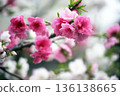 Weeping peach tree blooms in red and white 136138665