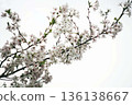 Cherry blossoms bloom during the Edo equinox 136138667