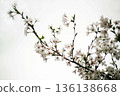 Cherry blossoms bloom during the Edo equinox 136138668