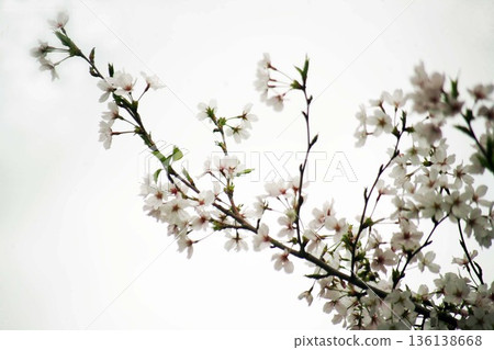 Cherry blossoms bloom during the Edo equinox 136138668