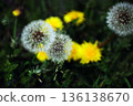 Dandelion flower and fluff 136138670