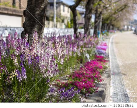 櫻花樹環繞的花壇裡,盛開著金魚草。 櫻花樹環繞的花壇裡,盛開著金魚草。 136138682