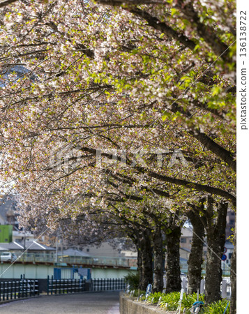 河邊的櫻花樹 河邊的櫻花樹 136138722