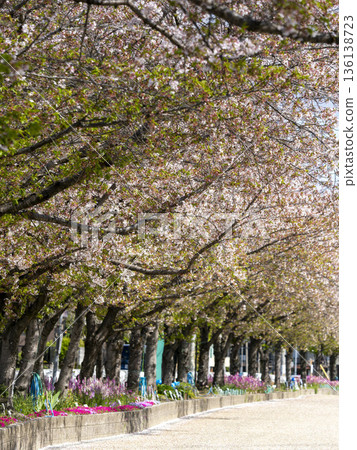 河邊的櫻花樹 136138723