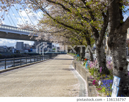 Cherry blossom trees blooming along the riverbank Cherry blossom trees blooming along the riverbank 136138797