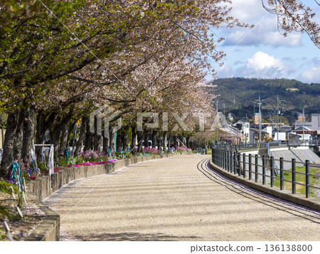 Cherry blossom trees blooming along the riverbank Cherry blossom trees blooming along the riverbank 136138800