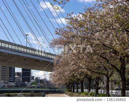Cherry blossom trees blooming along the riverbank 136138802