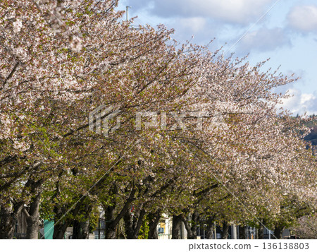 河岸邊櫻花盛開。 河岸邊櫻花盛開。 136138803