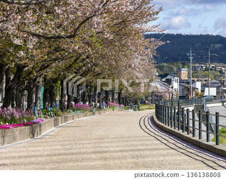 Cherry blossom trees blooming along the riverbank Cherry blossom trees blooming along the riverbank 136138808