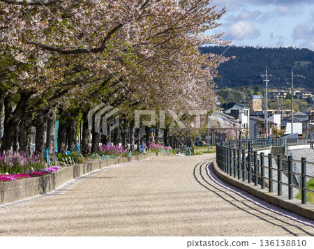 Cherry blossom trees blooming along the riverbank 136138810
