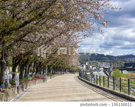 河岸邊櫻花盛開。 136138811
