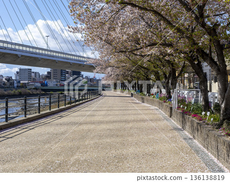 河岸邊櫻花盛開。 河岸邊櫻花盛開。 136138819
