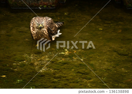 蒼鷹幼鳥洗澡 蒼鷹幼鳥洗澡 136138898