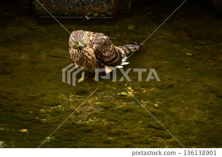 Northern goshawk chick bathing 136138901