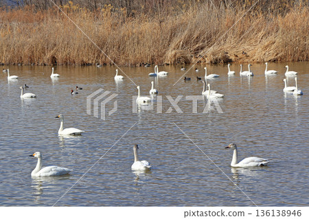 Azumino in winter: Swans at the Otakara Reservoir Azumino in winter: Swans at the Otakara Reservoir 136138946