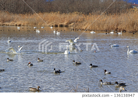 Azumino in winter: Swans at the Otakara Reservoir Azumino in winter: Swans at the Otakara Reservoir 136138947