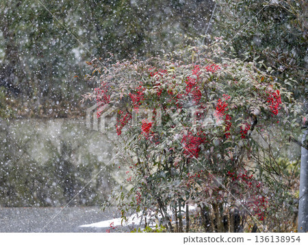 Snow and southern fruit Snow and southern fruit 136138954