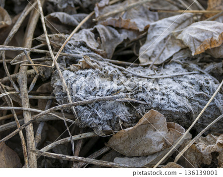 植物上的霜凍 136139001