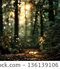 Golden Forest Sunlight Background with Tree Bark and Soft Bokeh Nature Scene Calm Outdoor Woodland Texture 136139106