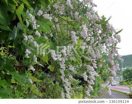雙花印花棉布樹花 136139114
