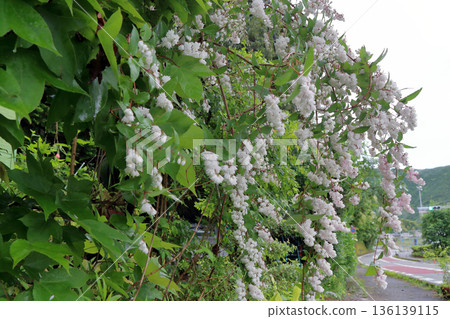 雙花印花棉布樹花 雙花印花棉布樹花 136139115