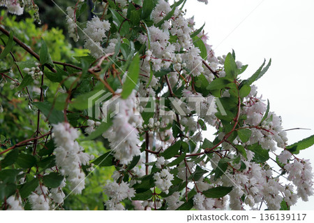 雙花印花棉布樹花 雙花印花棉布樹花 136139117