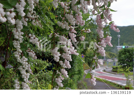 雙花印花棉布樹花 雙花印花棉布樹花 136139119