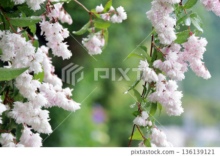 Double-flowered Sarasa Utsugi flowers Double-flowered Sarasa Utsugi flowers 136139121
