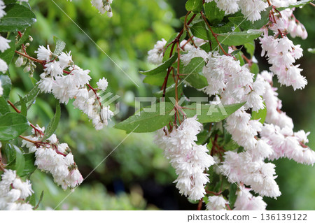雙花印花棉布樹花 雙花印花棉布樹花 136139122