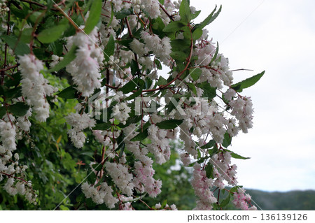 Double-flowered Sarasa Utsugi flowers 136139126