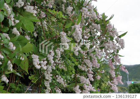 雙花印花棉布樹花 雙花印花棉布樹花 136139127
