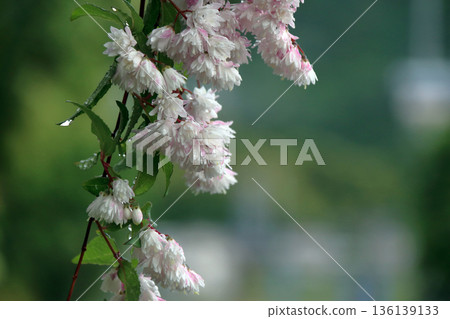 雙花印花棉布樹花 雙花印花棉布樹花 136139133